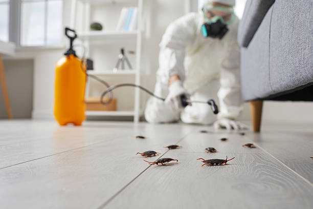 Commercial Kitchen Cockroach Control in Miami